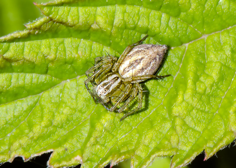 Oxyopes lineatus - L''Aquila